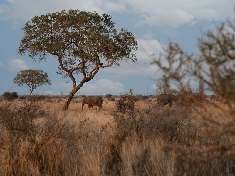 Kruger Untamed - Satara Plains Camp