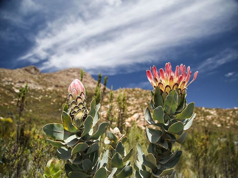 Dennehof Karoo Guesthouse