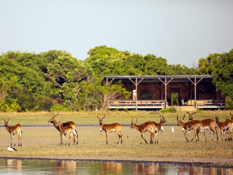 Shoebill Island Camp