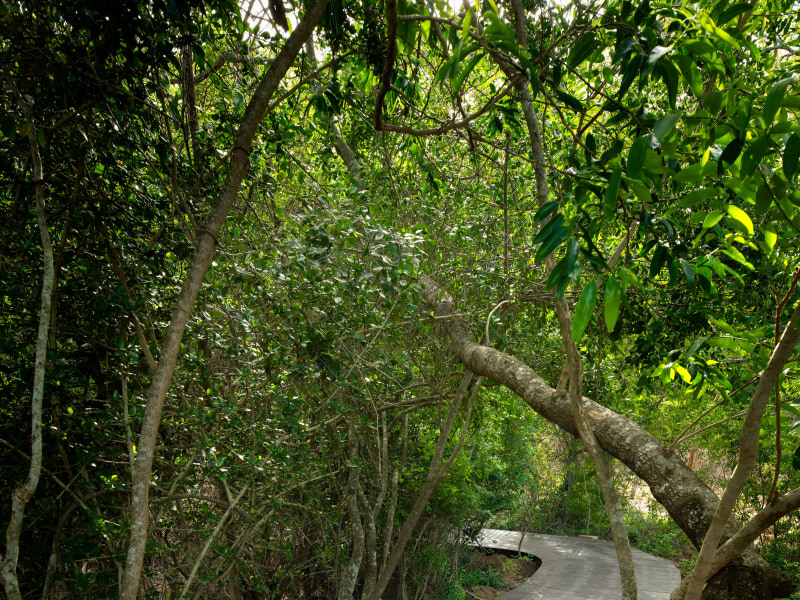 &Beyond Phinda Forest Lodge