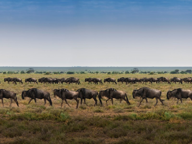 &Beyond Serengeti Under Canvas