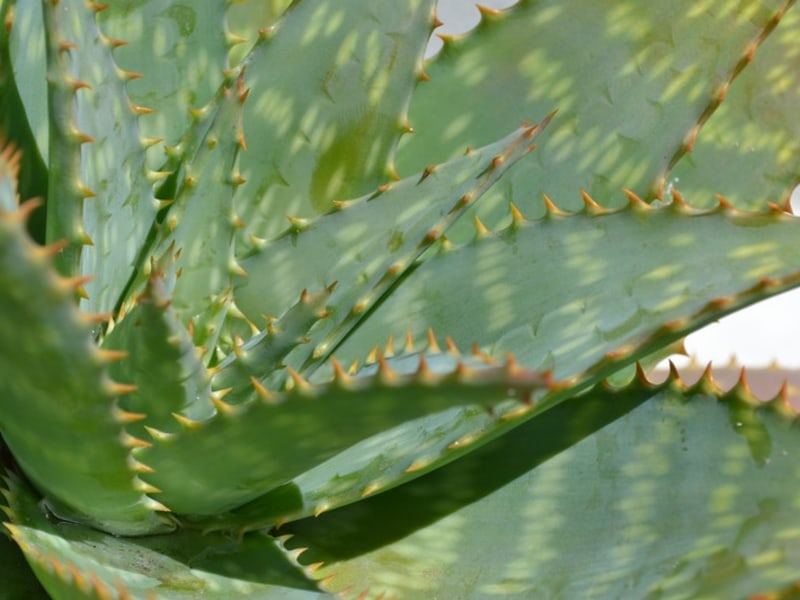 40 Napier Street - terrace plants