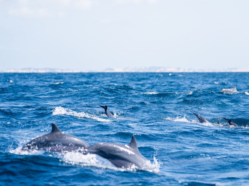 Azura Benguerra Island, Whale Watching