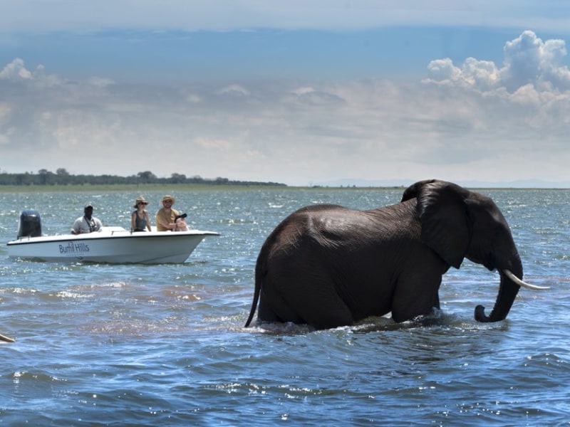 Bumi Hills Safari Lodge Elephants in Lake Kariba