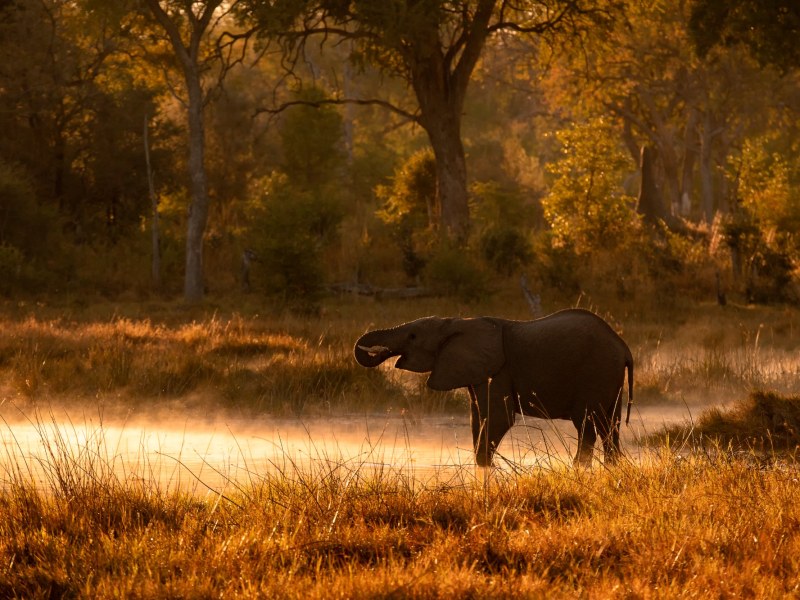 Camp Chobe