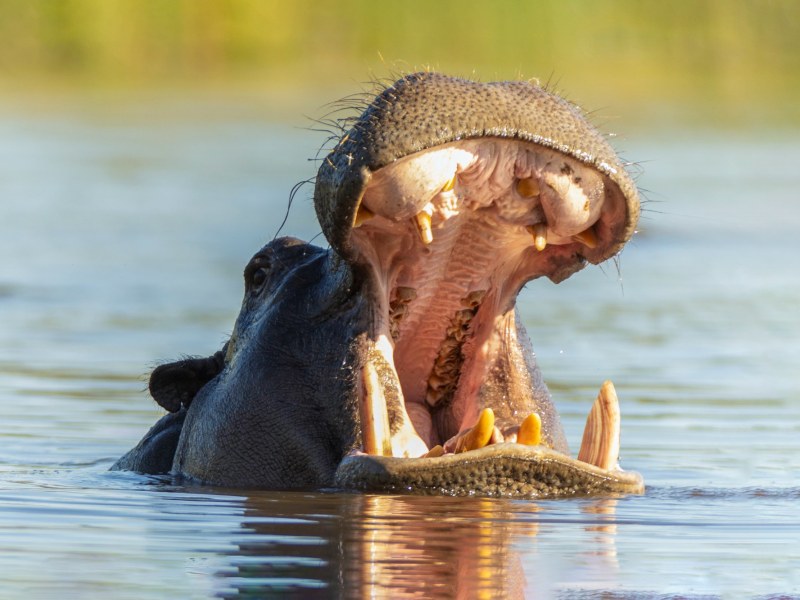 Camp Chobe