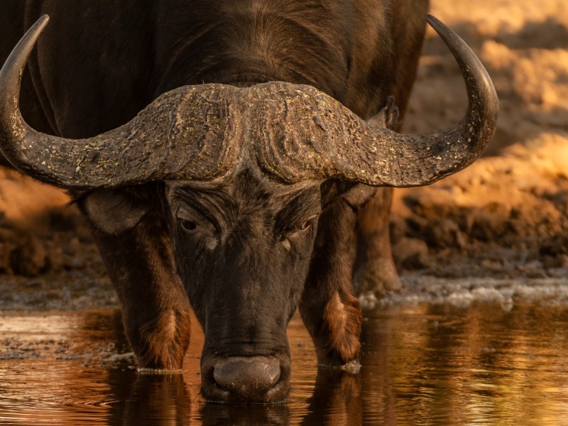 Camp Chobe
