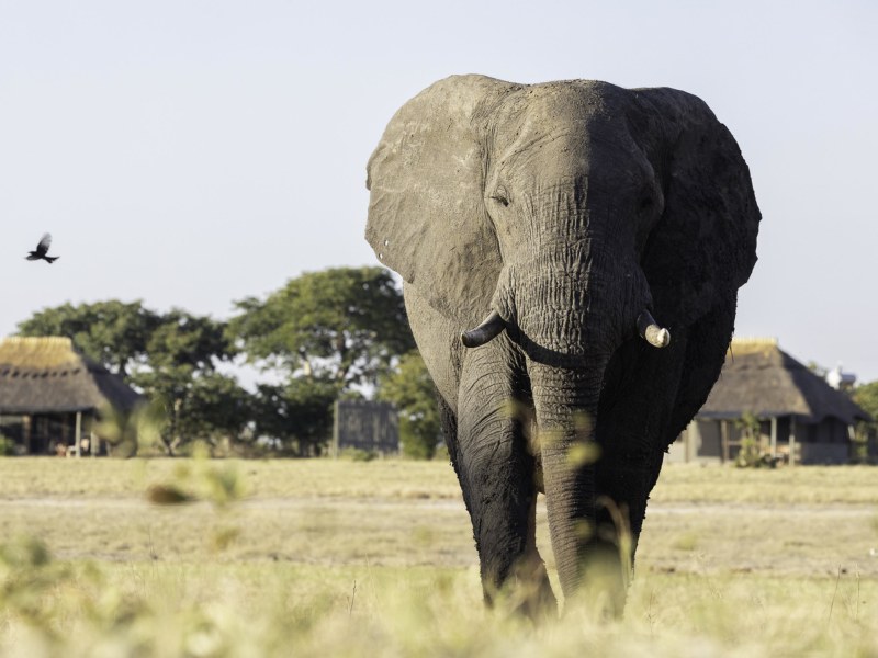 A guest room at Camp Hwange