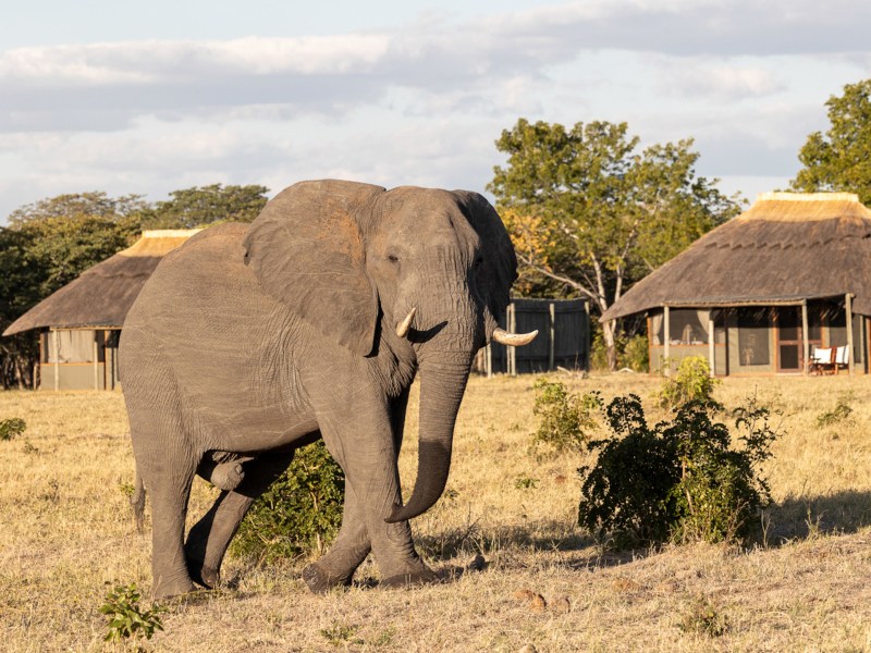 A guest room at Camp Hwange