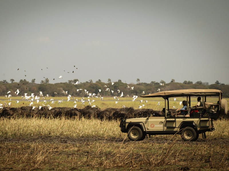 A safari vehicle with tourists observes a large herd of buffalo and a flock of white birds in an African savanna.