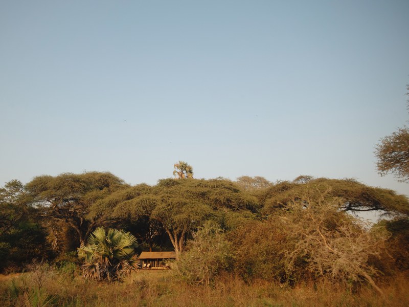 A secluded safari tent cabin nestled among dense trees and shrubs in a savanna landscape under a clear sky.