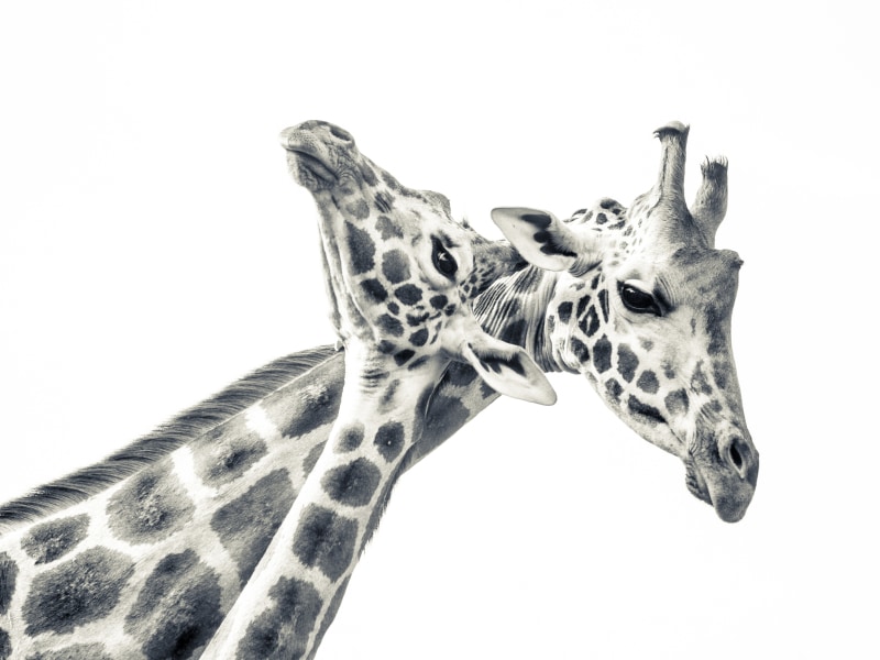 A giraffe at Giraffe Manor