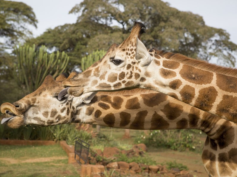 A giraffe at Giraffe Manor
