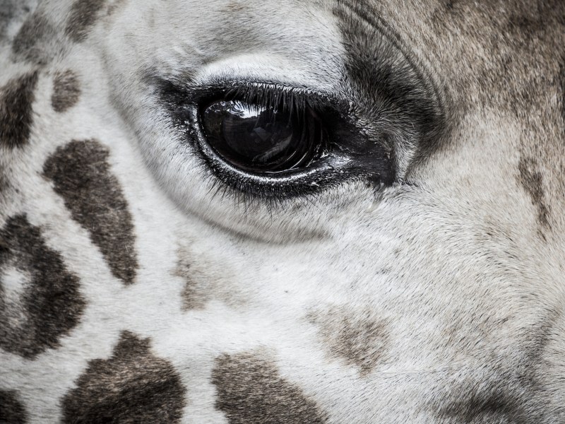 A giraffe at Giraffe Manor