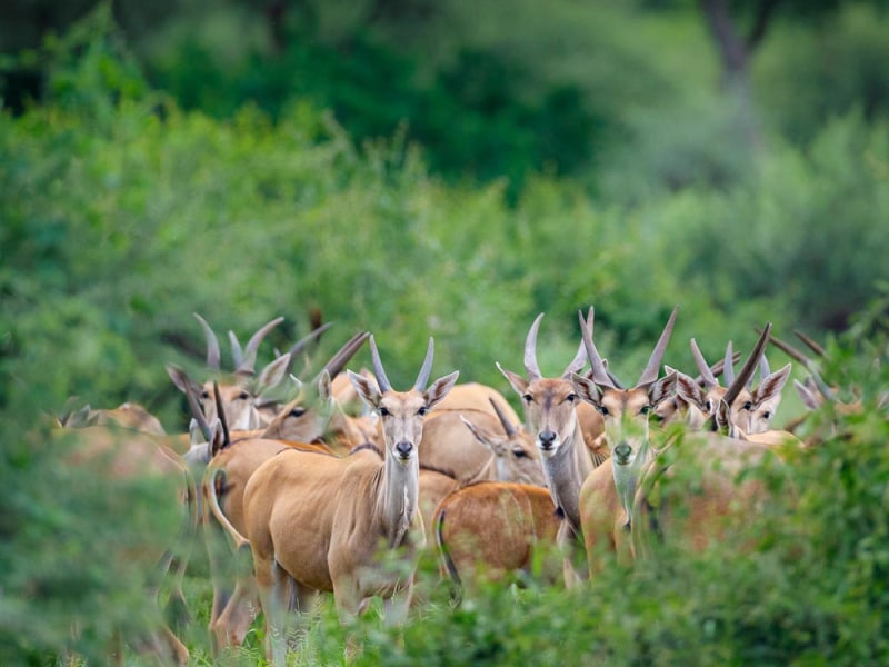 Hutwini Walking Camp by RETURN Africa