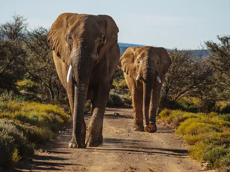 Elephants on the Big 5 reserve at Inverdoorn