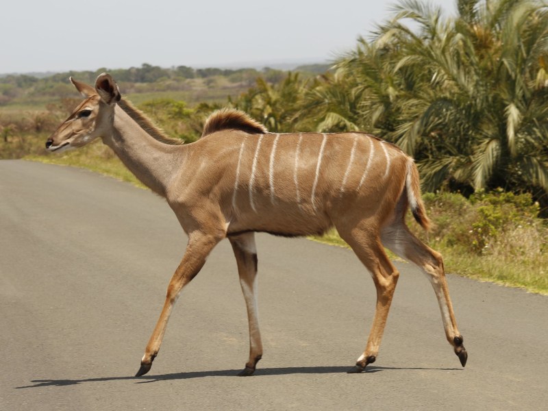 Ithala (Ntshondwe)