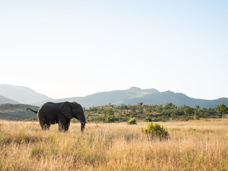 Ivory Tree Game Lodge