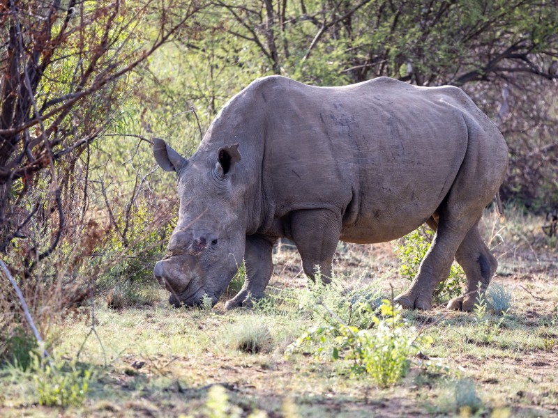 Ivory Tree Game Lodge
