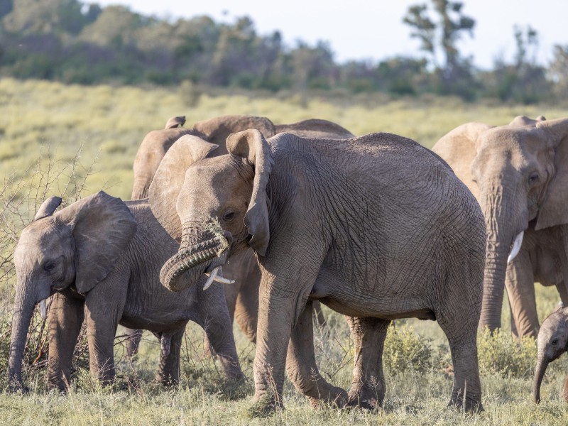 Ivory Tree Game Lodge