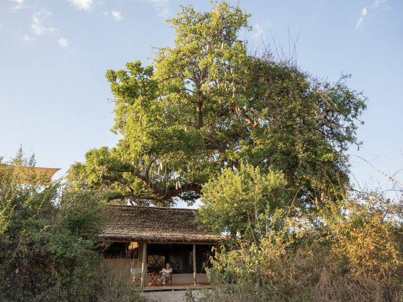 A thatched safari suite nestled beneath a large sausage tree in the African bush.