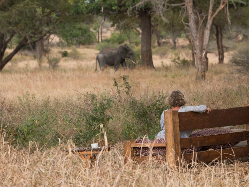 A person sitting on a wooden bench watching an elephant walk across a savanna.