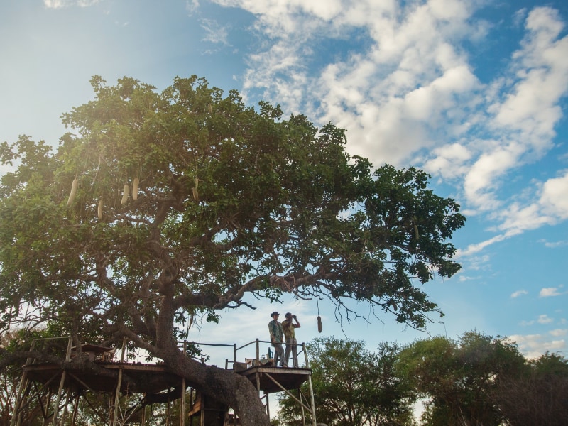 Two people using binoculars on a wooden platform built into a large sausage tree against a bright blue sky.
