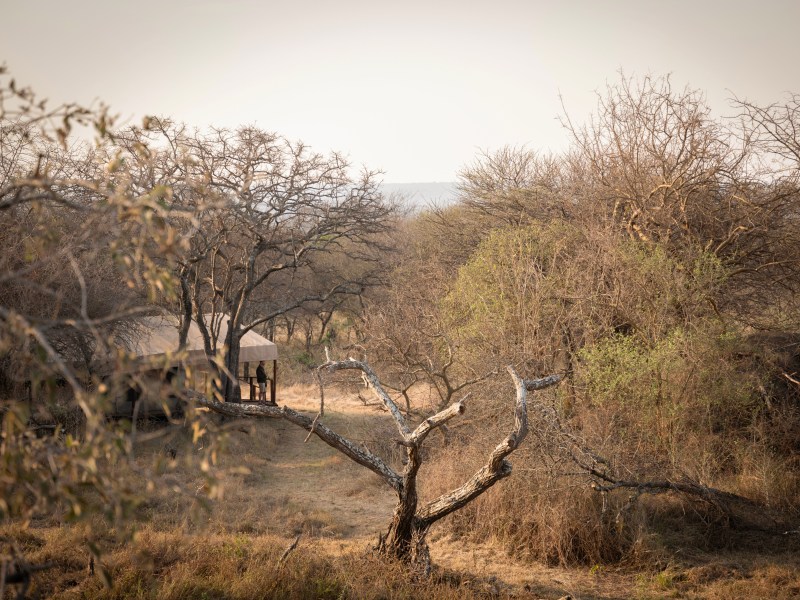 A canvas safari tent nestled within a dense, dry bushveld landscape during the golden hour.