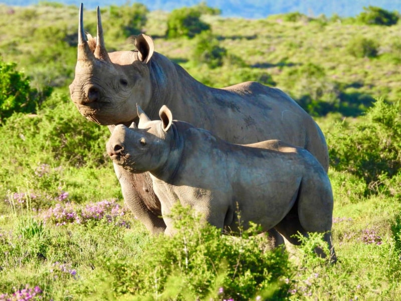 Kwandwe Private Game Reserve