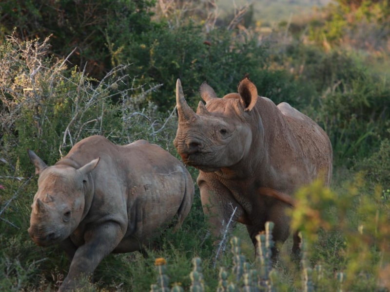 Kwandwe Private Game Reserve