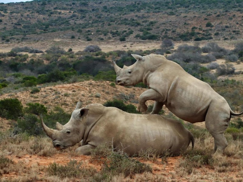 Kwandwe Private Game Reserve