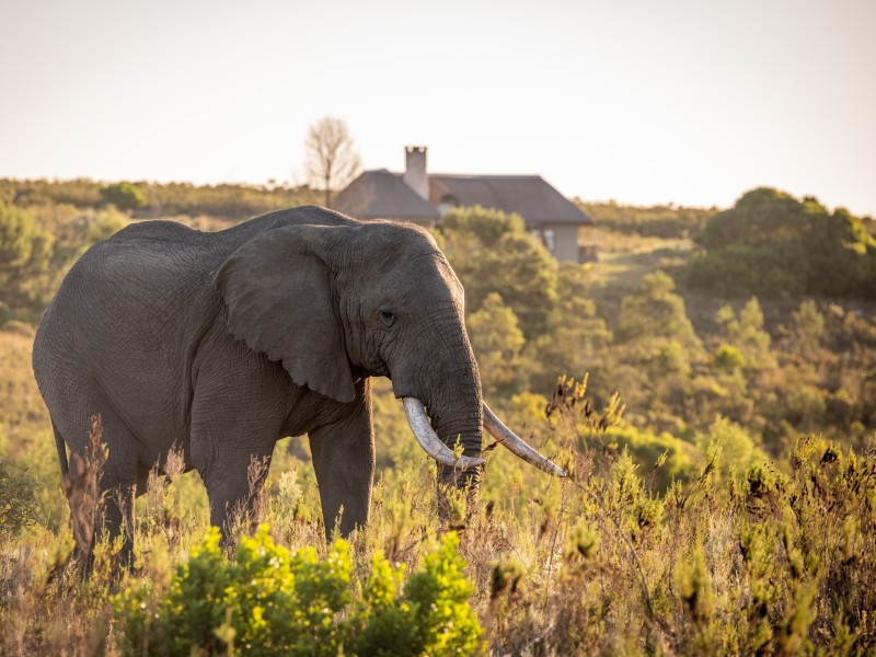Kwena Lodge Villa at Gondwana Game Reserve