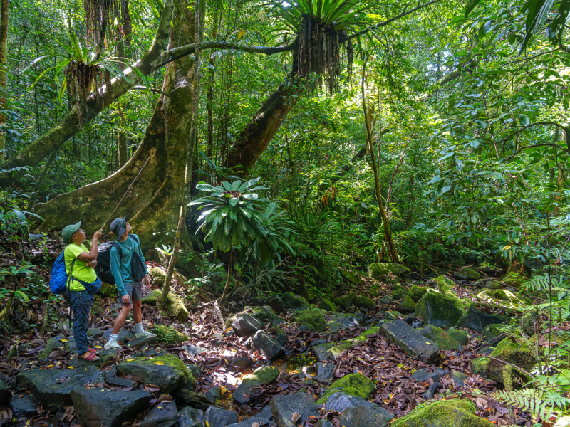 Masoala Forest Lodge