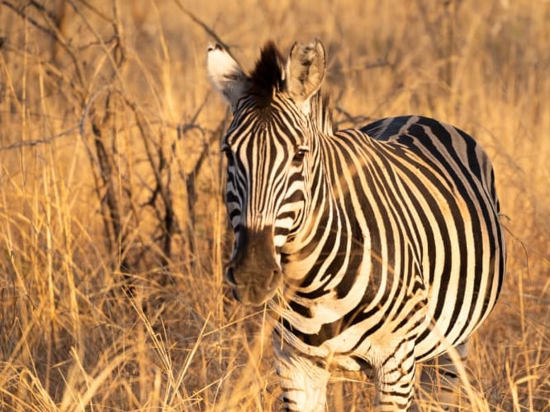 wildlife