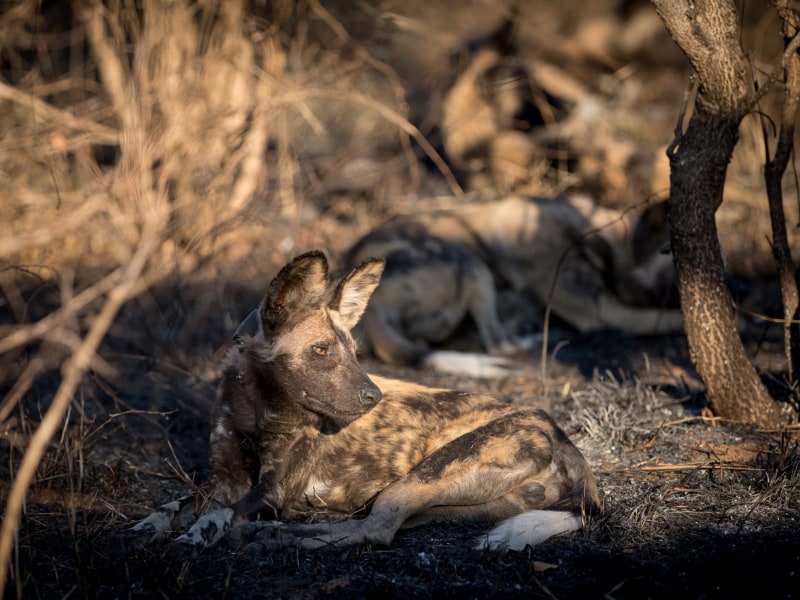 Nkuhlu Tented Camp