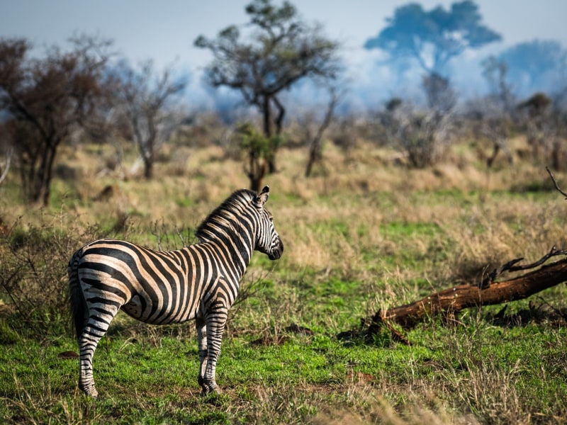 Nkuhlu Tented Camp