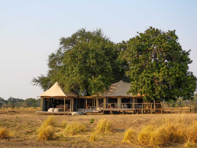 Nyamatusi Mahogany