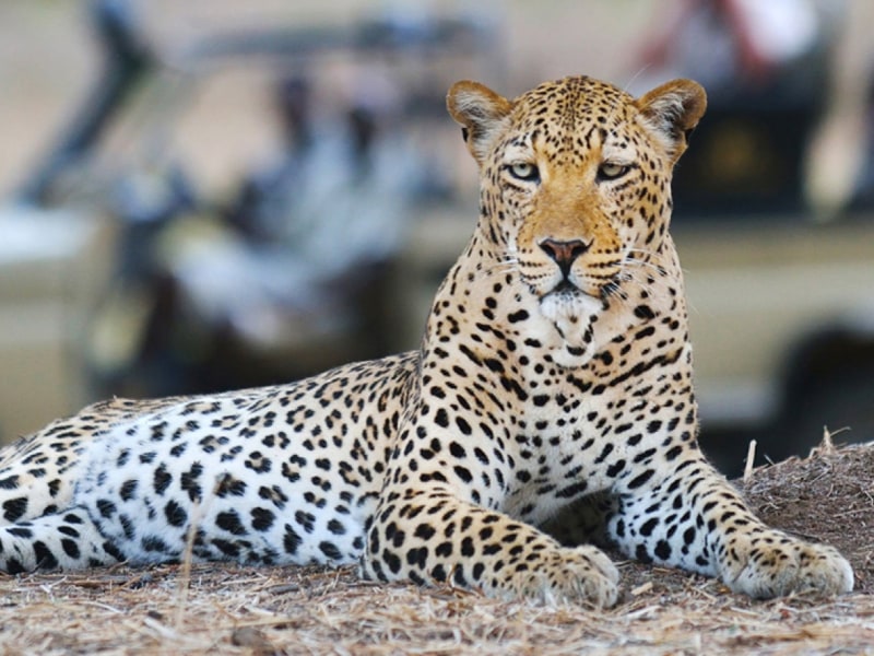 - photo credit Chiawa Safaris