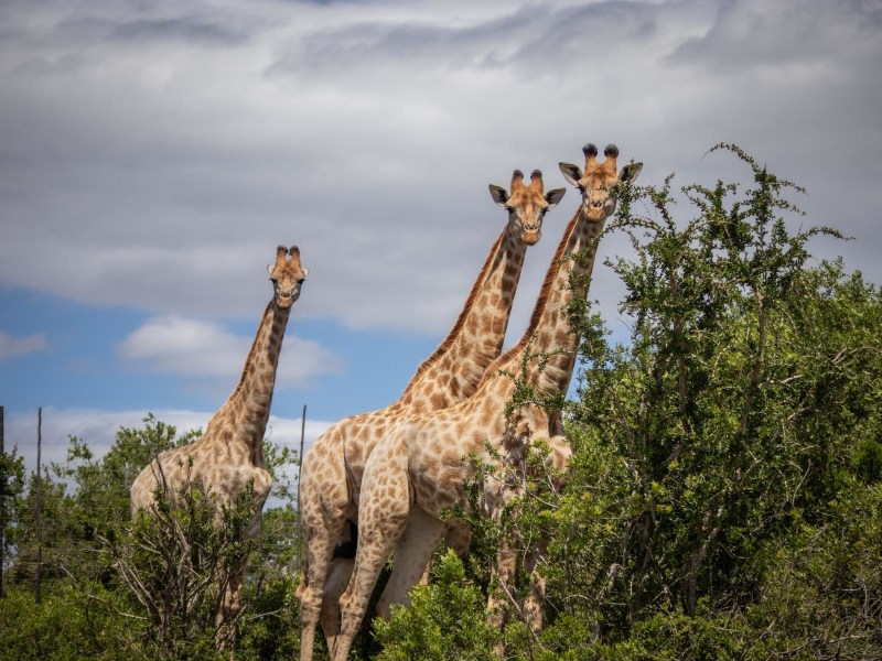 Pabala Private Nature Reserve
