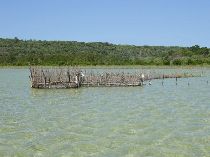Pongola