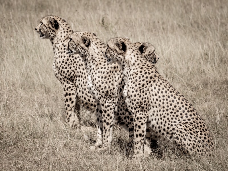 Wildlife on a game drive from Sala's Camp