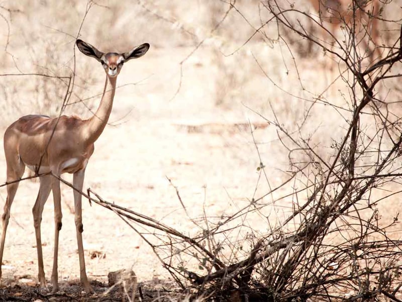 Sasaab wildlife
