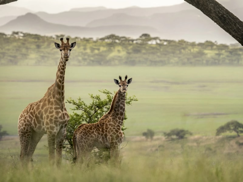 Sasi Bush Lodge