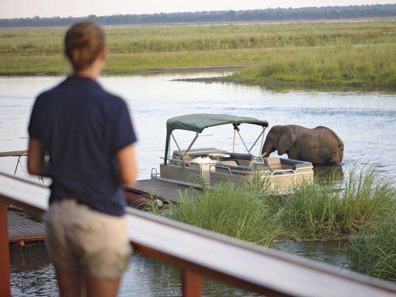 Elephant checking out boat from main area, Sausage Tree Camp