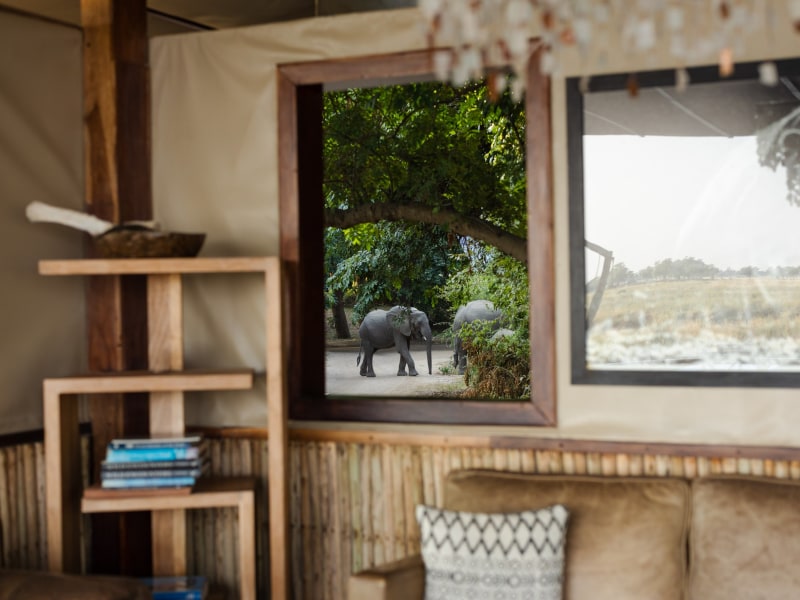 Main area elephant visitors, Sausage Tree Camp