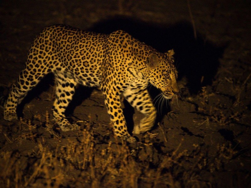 Shawa Luangwa Camp