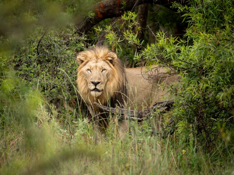 Shepherd's Tree Game Lodge