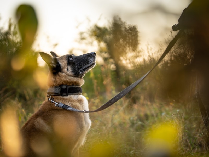 CONSERVATION K9 UNIT Canine Lloyd And Handler Jason at Singita Boulders Lodge