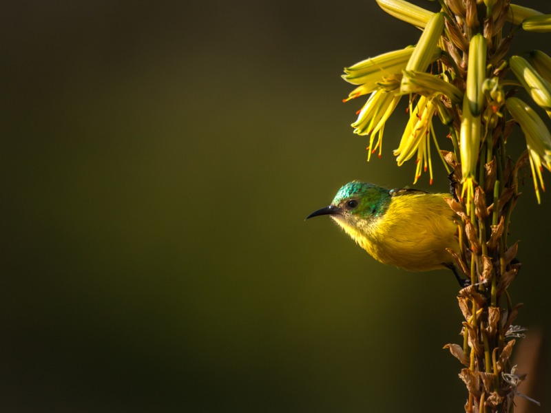 BIRD Sunbird Collared at Singita Boulders Lodge