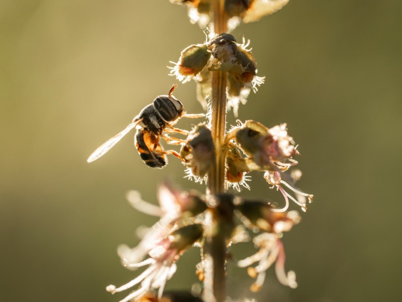 Okavango Delta Macro Insect Bee at Singita Elela Four-Bedroom Camp